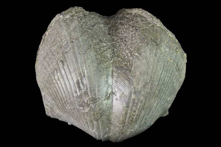 Pyrite Replaced Brachiopod (Paraspirifer) Fossil - Ohio #142141